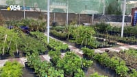 Nurseries in Nasiriyah witness increased demand for autumn plants