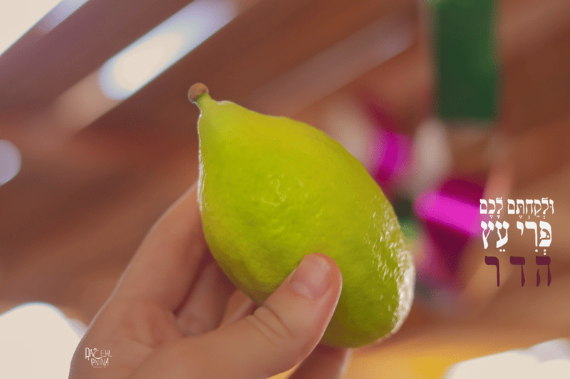 צילום מסך 2023-10-01 011529