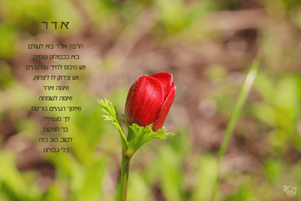 צילום מסך 2024-02-16 014255