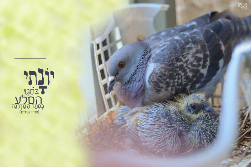 יונתי בחגווי איכות נמוכה