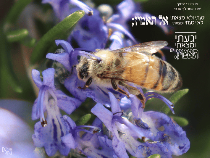 יגעתי ומצאתי איכות נמוכה