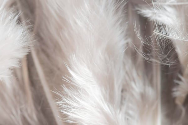 close-up-white-feathers-organic-background