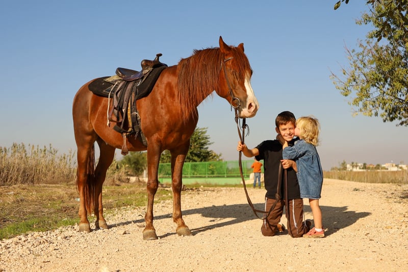 ברונר סוסים-59