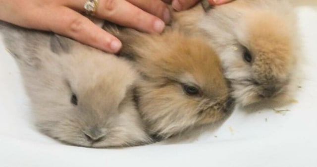 צילום מסך 2023-05-22 114742