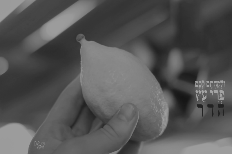 צילום מסך 2023-10-01 011548