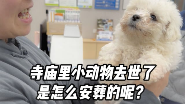 宠物去世后如何安葬——真严法师