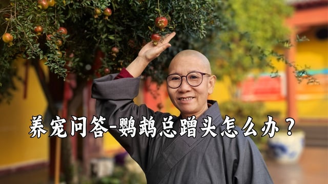 鹦鹉小课堂-鹦鹉喜欢用头上白色的东西到处蹭怎么办——真严法师