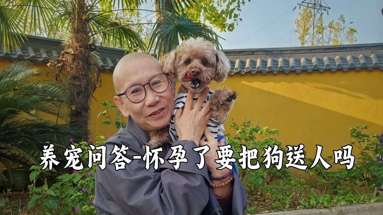 怀孕了是否有必要把狗狗送人？听真严法师怎么说