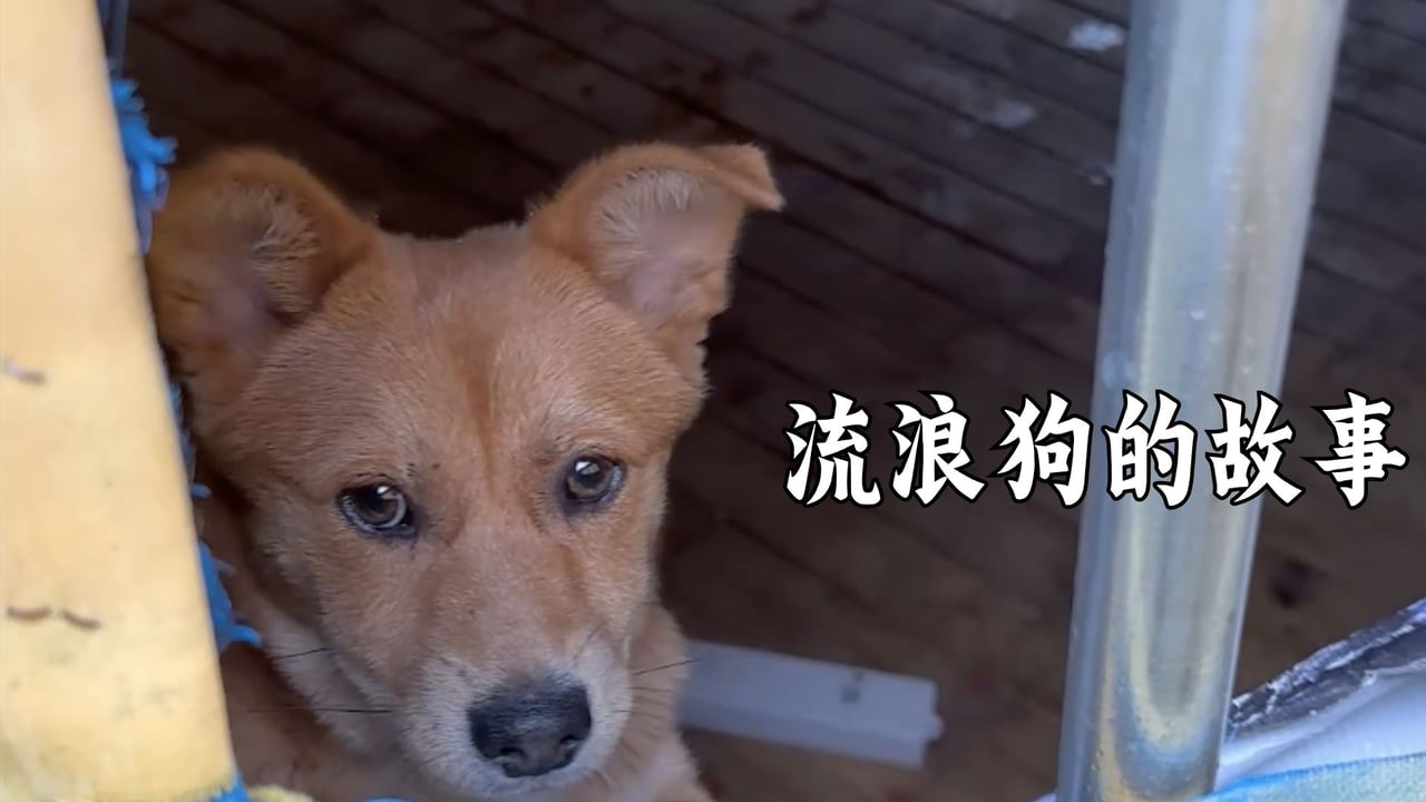 流浪狗介绍——真严法师
