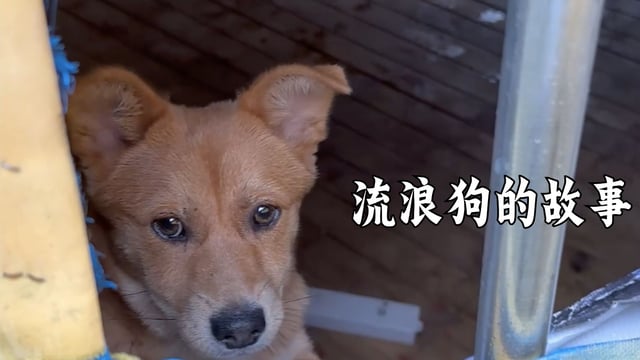 流浪狗介绍——真严法师