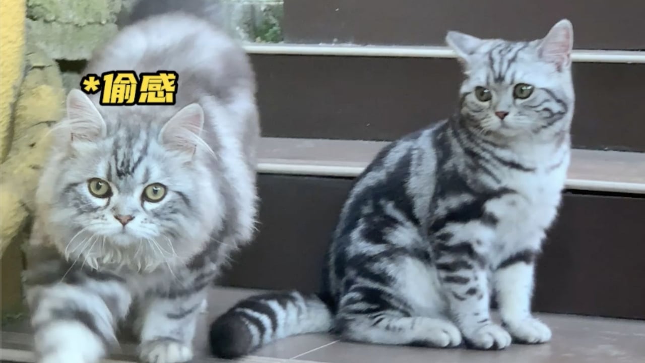 猫胡须的作用——真严法师