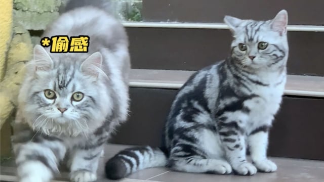 猫胡须的作用——真严法师