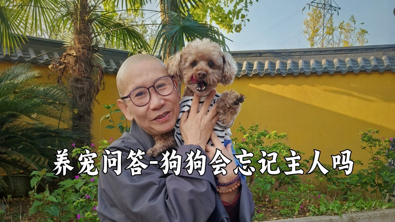 狗狗多久会忘掉自己的主人呢？——真严法师