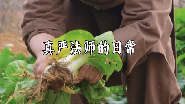 师傅日常——真严法师