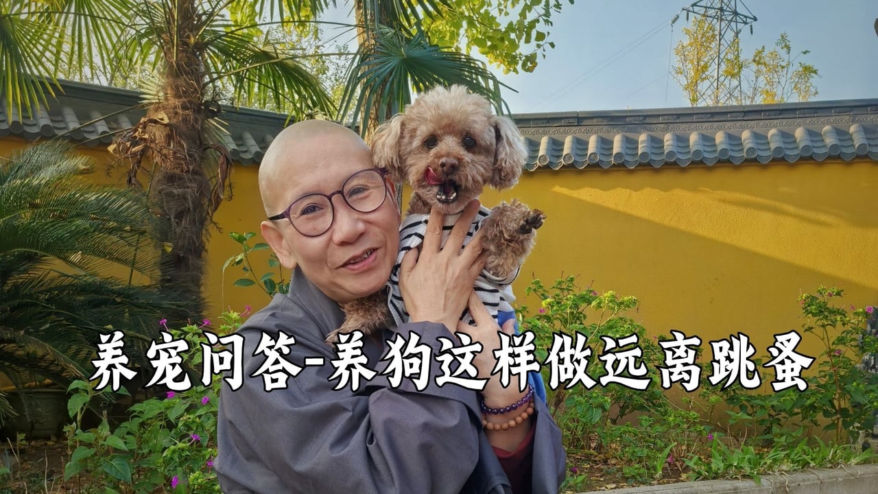 养狗这样做，跳蚤统统远离——真严法师