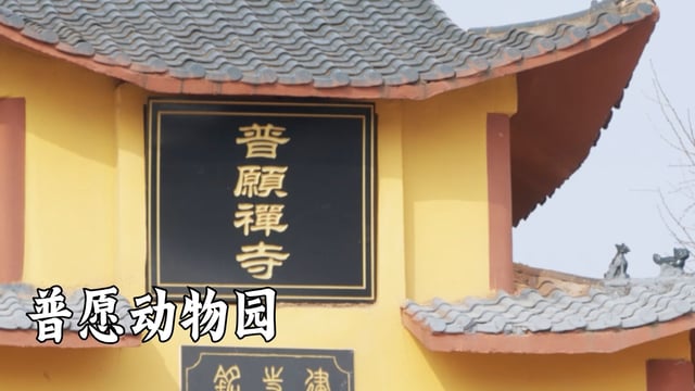 来看看全是动物的寺院——普愿禅寺
