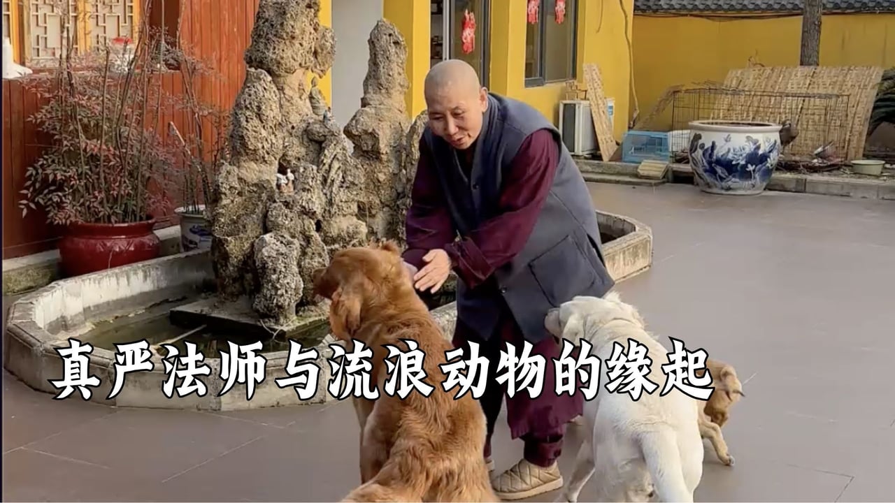 真严法师与流浪动物的缘分——普愿禅寺