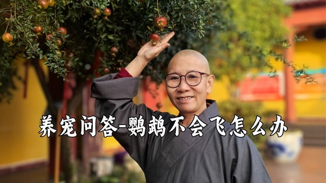 鹦鹉不会飞怎么办？听真严法师怎么说