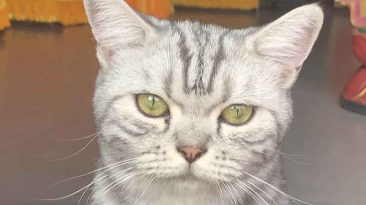 哈利猫咪通人性—— 真严法师