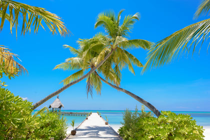 Picture of a beachfront with palm trees framing a small wooden pier going out to sea