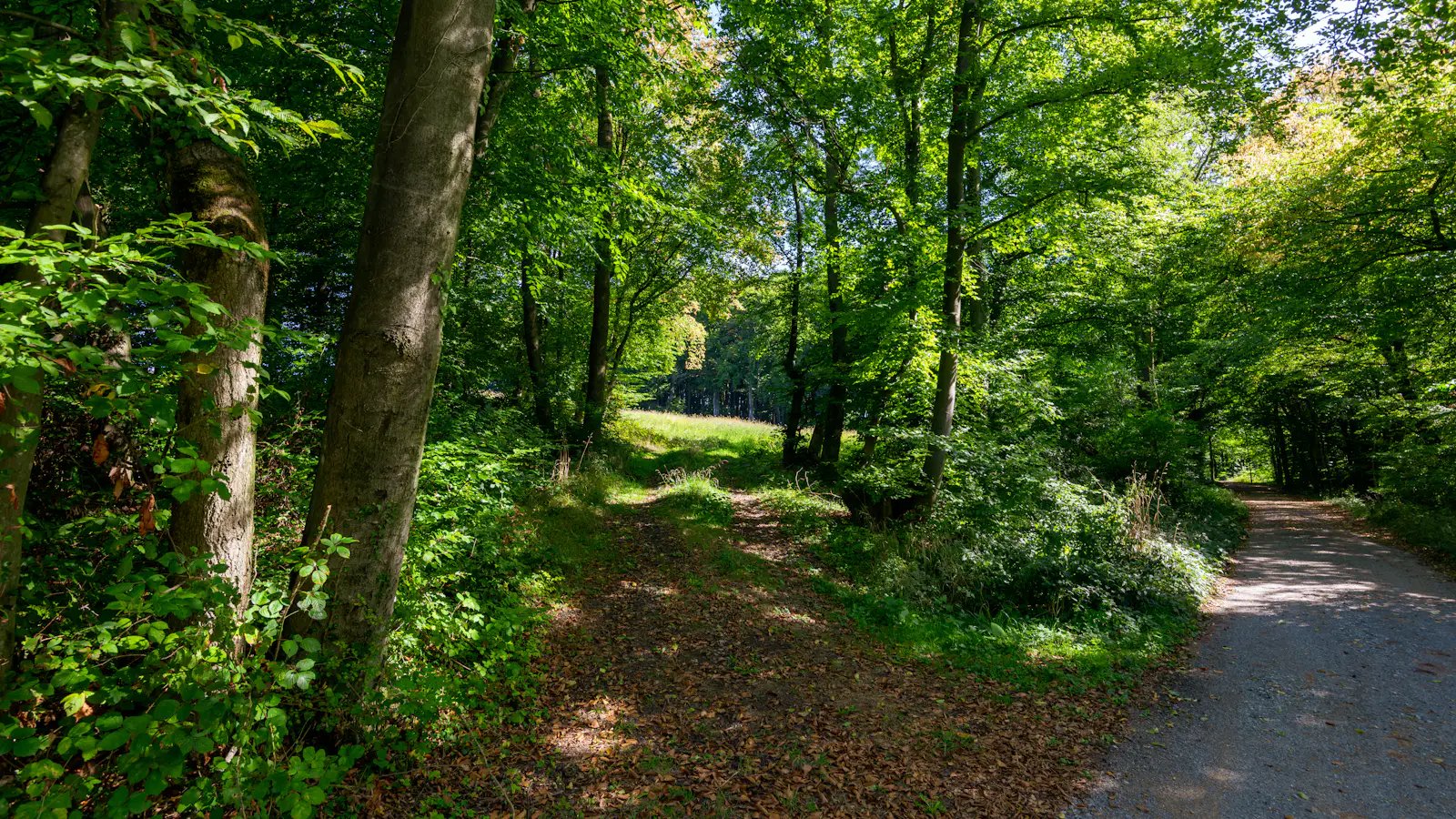 Two paths diverge among leafy trees in a green woodland.