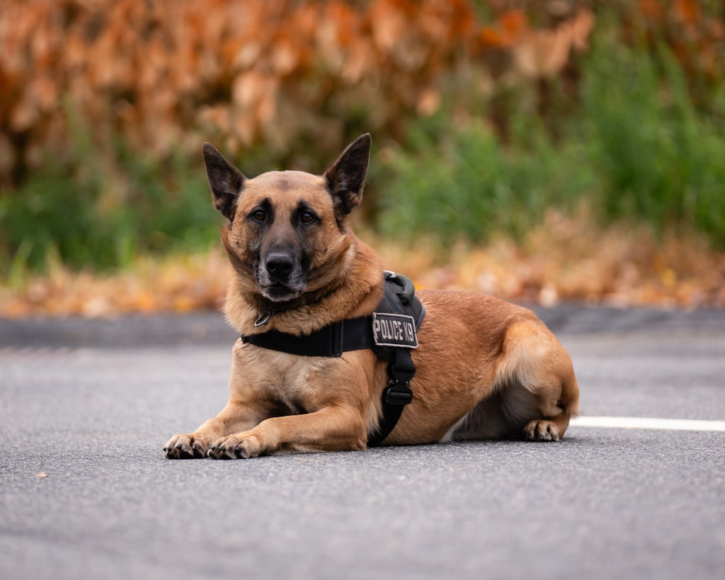 Blue, the Holbrook Comfort Dog sitting in the driver seat of a cruiser.
