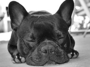 sleeping_dog