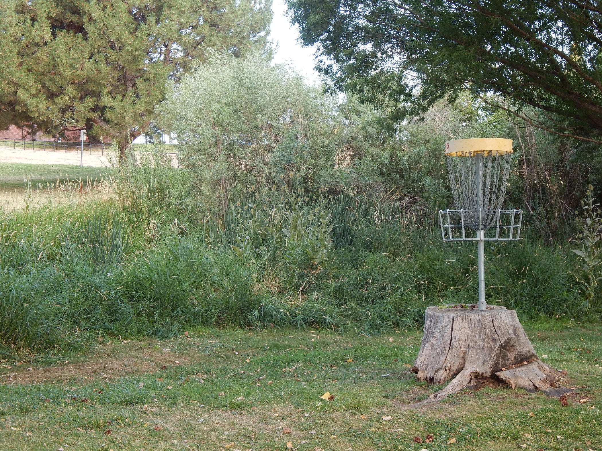 Disc Golf Course Graphic