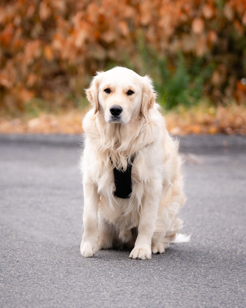 Blue, the Holbrook Comfort Dog sitting in the driver seat of a cruiser.