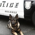 Melrose Police Department K-9 Jony