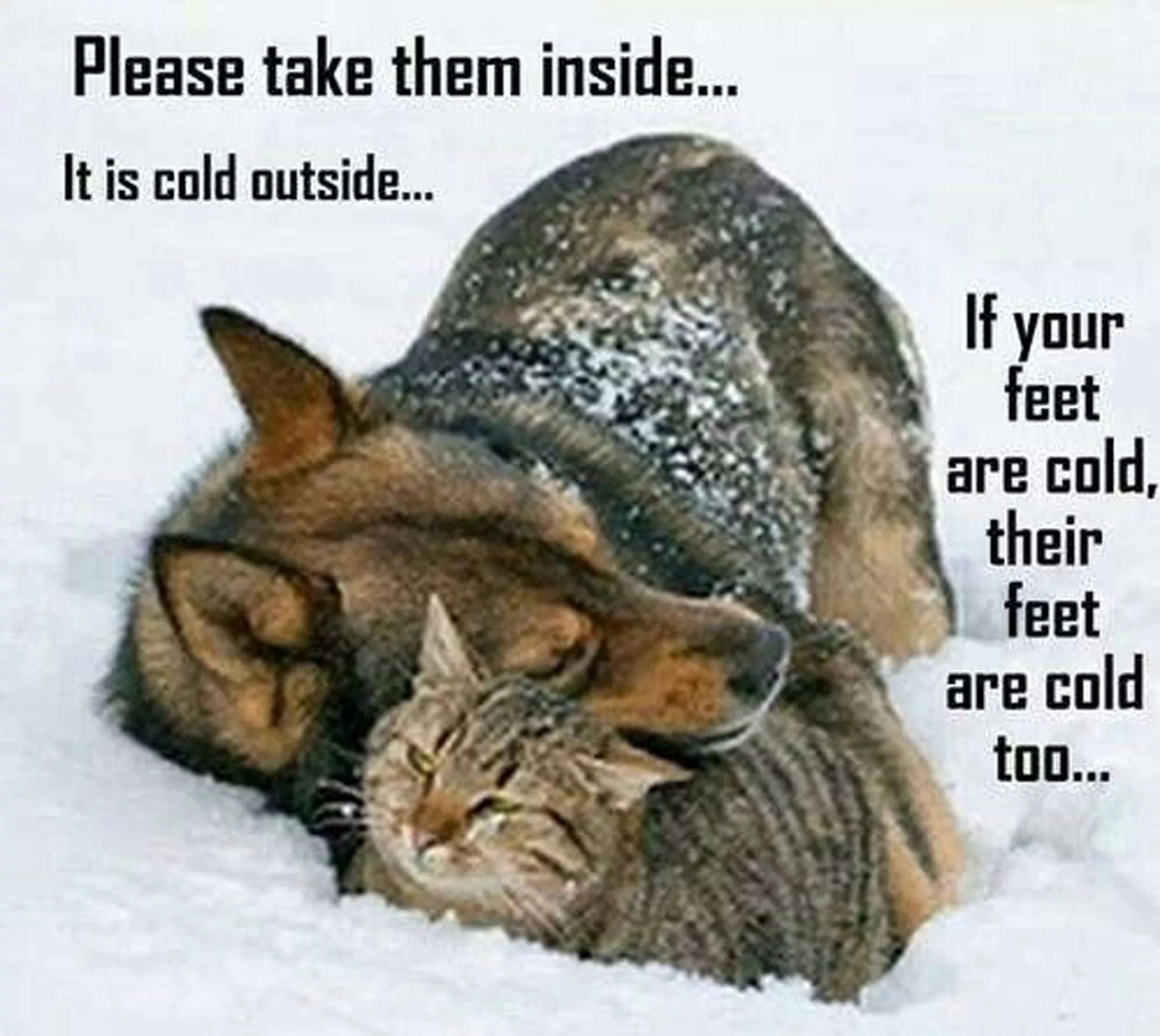 Pets in Cold