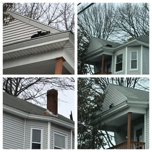 Cats on a roof