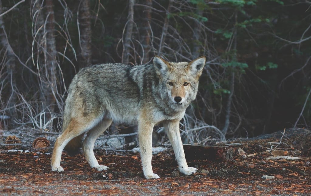 Stock photo - not an actual wolf seen in Methuen