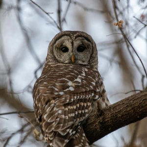 Barred Owl perched in a tree.