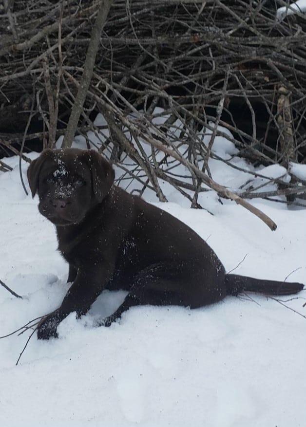Maynard Police Department to New Comfort Dog Otis John