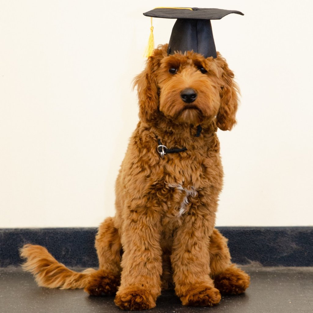 Officer Pancake wearing a doggie graduation cap.