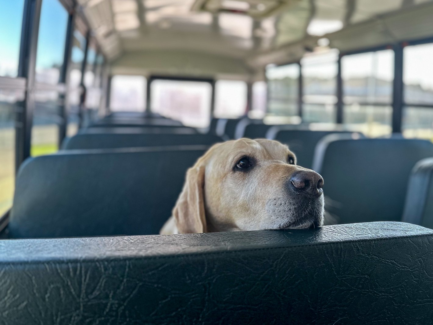 Bentley on the bus