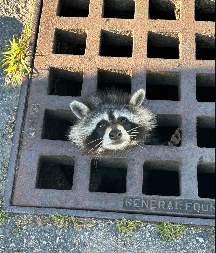 Raccoon Rescue