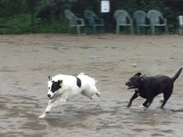 Green Street Woods Sign