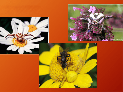 Three spiders on three flowers.