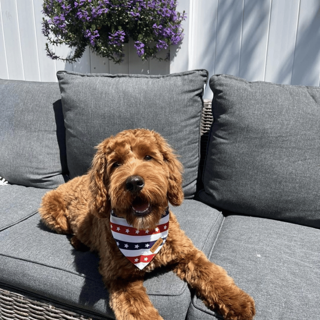 Officer Pancake sitting on an outdoor couch wearing a red, white and blue bandana.