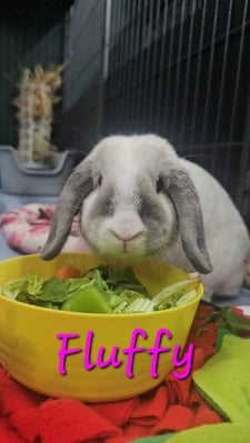 Rabbit relaxing in a boarding enclosure at Bree & Co, Melbourne