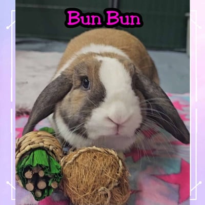 Rabbit boarding at Bree & Co – spacious, safe enclosures in Melbourne