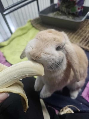 Happy bunny guest at Bree & Co rabbit boarding, Melbourne