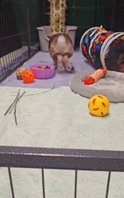 Rabbit enjoying their stay at Bree & Co small animal boarding, Melbourne