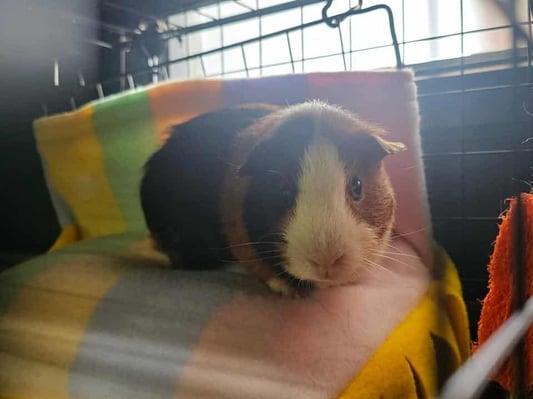 Happy guinea pig guest at Bree & Co guinea pig boarding, Melbourne