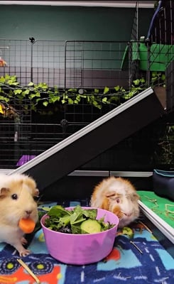 Guinea pigs relaxing in a boarding enclosure at Bree & Co, Melbourne