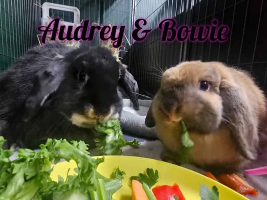 Happy bunny guest at Bree & Co rabbit boarding, Melbourne