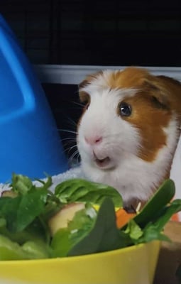 Guinea pig boarding at Bree & Co – spacious, cosy enclosures in Melbourne