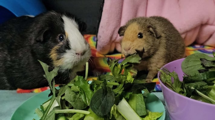 comfortable-guinea-pig-boarding-enclosure.jpg